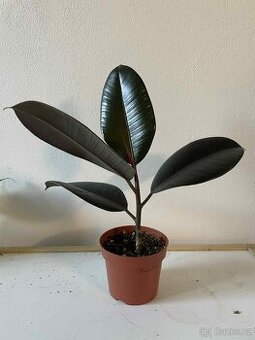 Fíkovník pryžodárný (Ficus elastica) č.1