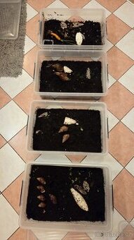 Šnek africký - achatina