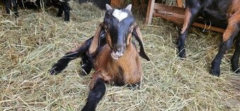 Kozlík ze Strážek