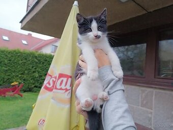 Daruji do dobrých rukou tyto tři kotatata