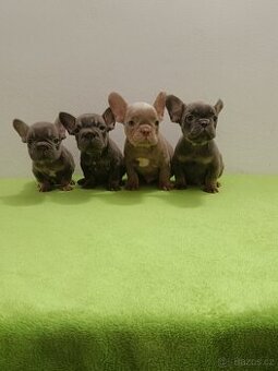 Francouzský buldoček bez pp