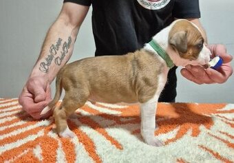 Americký stafordšírský teriér s PP