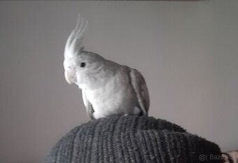 Korela ručně dokrmená