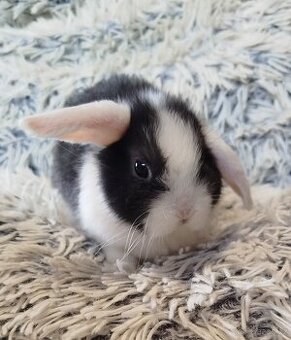 Minilop - anglický zakrslý beránek s VP