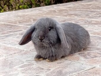 Samička Zakrslý Beránek MiniLop ❤️❤️🍑