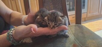 Prodám koťátka 500 Kč za jedno