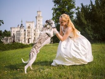 Nabídka krytí - whippet samec s PP, chovný vipet