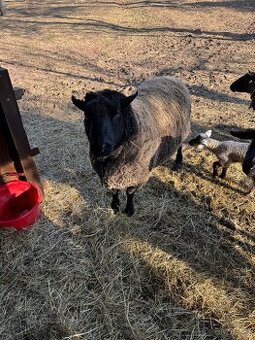 Prodám berana – kříženec masných plemen (Suffolk × neznámé)