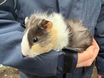 Prodám morče / morčata