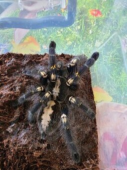 Poecilotheria metallica