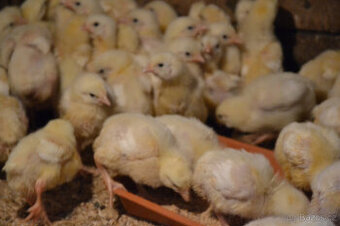 Brojlerová kuřata ROSS