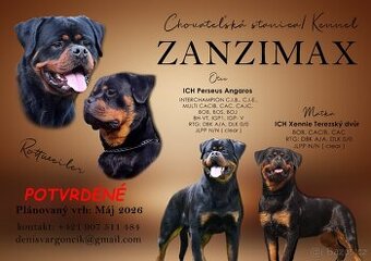 Rottweiler, rotvajler s PP