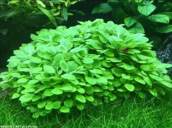 Prodam Lobelia Cardinalis "mini"