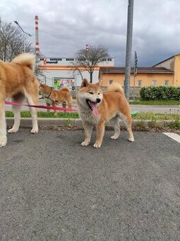 Shiba inu s PP