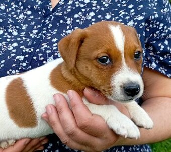 Jack russell terier  štěňátko k odběru ihned