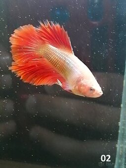 Betta Splendens - Betta bojovnice (Samec 02) - 1