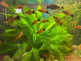 Xiphophorus hellerii (mečovky) - red - 1