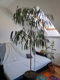 Ficus binnendijkii 245cm
