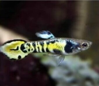 Yellow Tiger