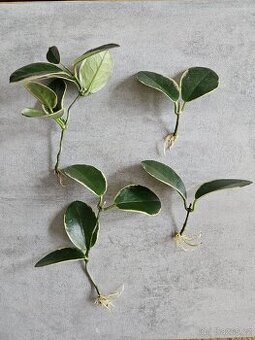 Pokojová rostlina - Hoya Australis Blondie, voskovka