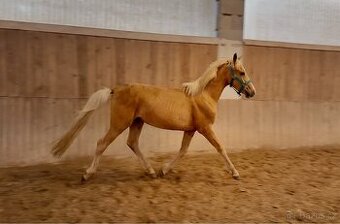 pony valach palomino