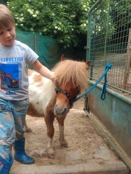 Mini pony