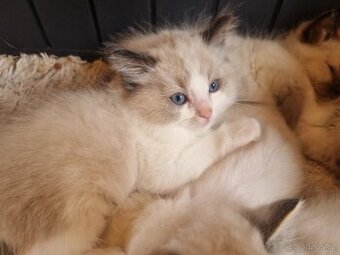 Ragdoll koťátko