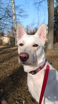 Fenka