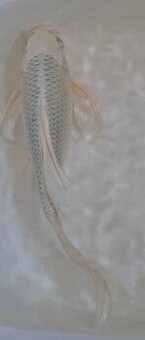 Butterfly koi