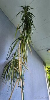 Palma dracena - 250cm