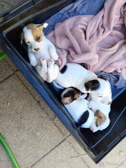 Štěňátka Jack Russell Teriér