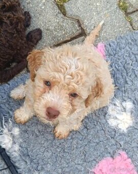 Lagotto romagnolo s PP