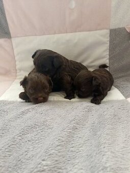 Jorkšírský teriér štěňátka s PP ,Yorkshire terrier
