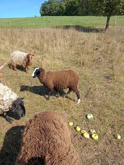 Jehnice Zwartbles ovce