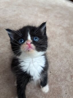 Britská koťátka - 1