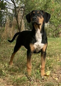 Louisianský leopardí pes – poslední volná fenečka s PP