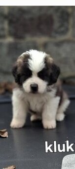 Nabízím štěňata bernardýna