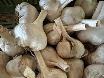 Český Sloní / obří česnek