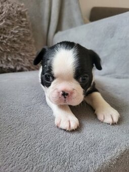 Bostonský teriér štěňátka s PP