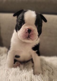 Bostonský teriér štěňátka s PP