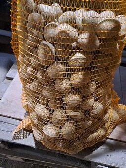 Brambory vhodne na sázení nebo konzum
