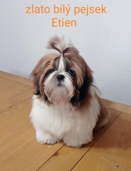 Shih-tzu štěňátka s PP