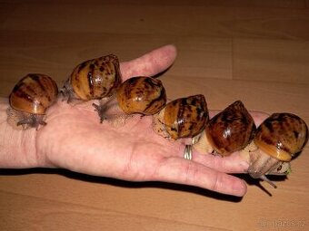 Africký šnek  Achatina Achatina Ghana F1