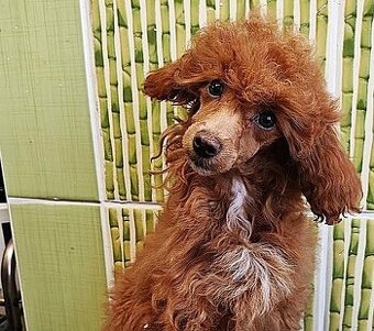 Pudl trpasličí vícebarevný (toy) s PP fenka