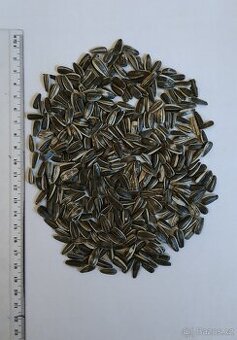 Slunečnice žíhaná