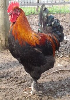 Prodám 2x kohout Maranska