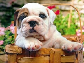 Pes v košíku - diamantové malování