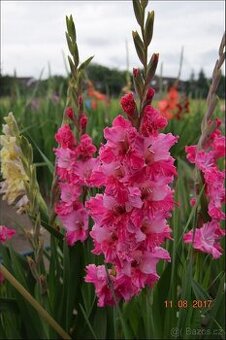 Hlízy velkokvětých mečíků