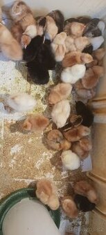 Selská kuřata Kalimero a Gyronelo rozvoz po ČR