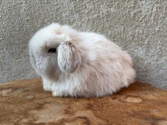 Minilop zakrslý králík